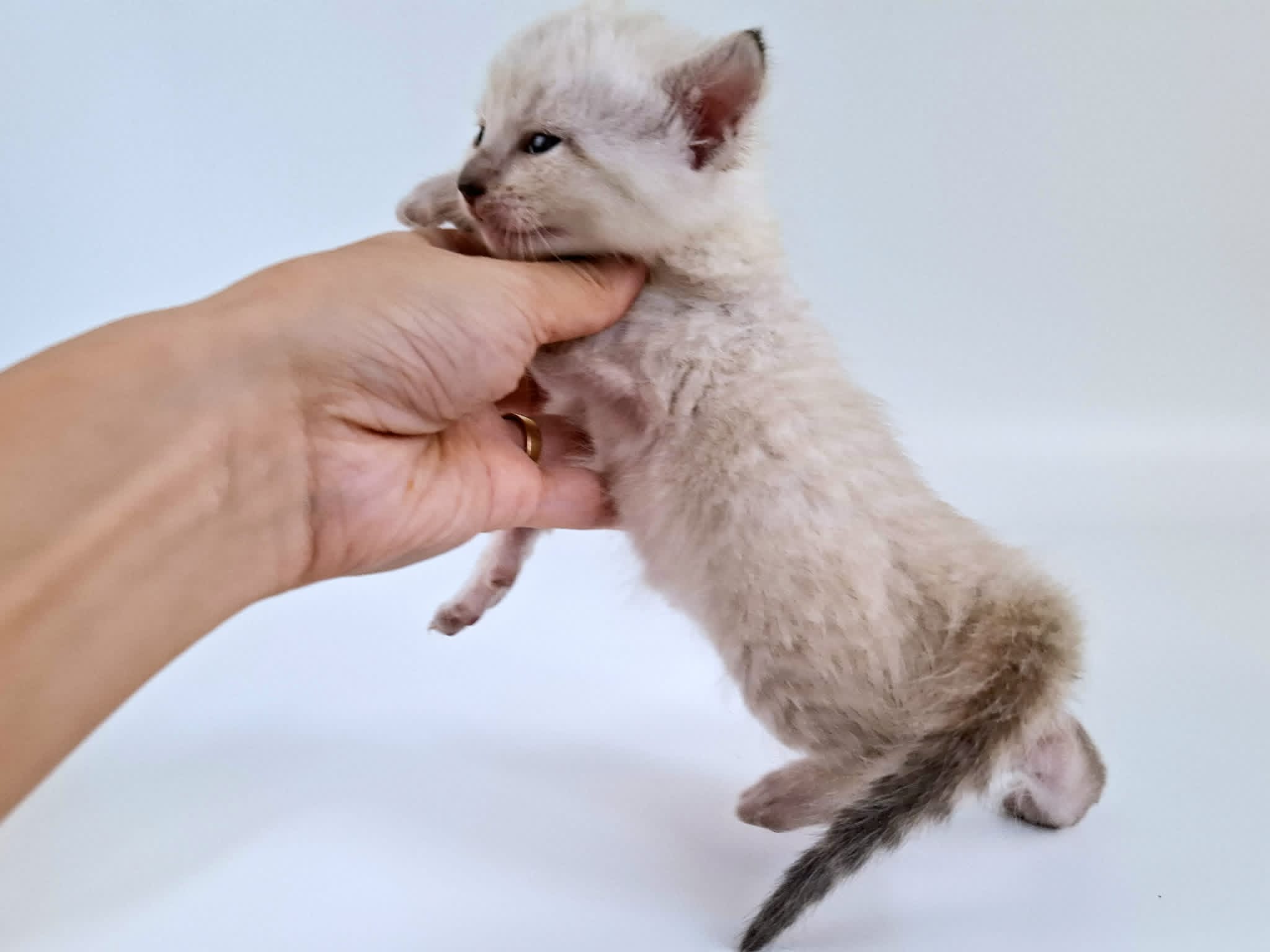 Kitten 7